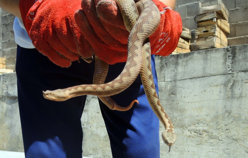 Uređenost prostora i higijenski uslovi su osnova prevencije protiv zmija