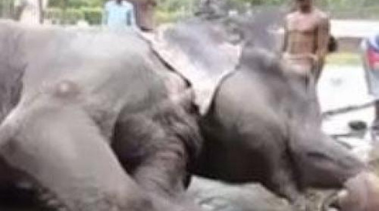 Megrázó! Sírva fakadt a kiszabadított elefánt – videó
