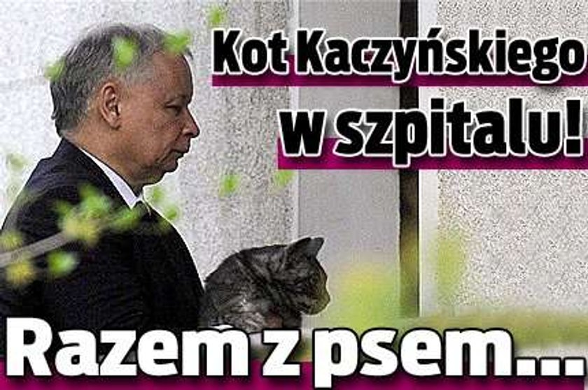 Kot Kaczyńskiego w szpitalu! Razem z psem...