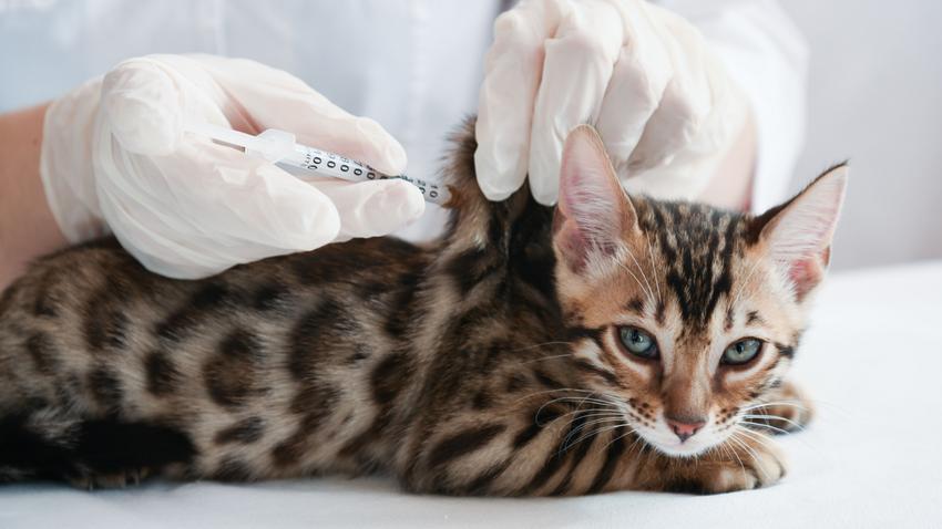 oltás macska állatorvos fertőző betegségek