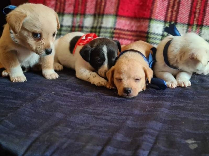 Kučići za udomljavanje, Ivana