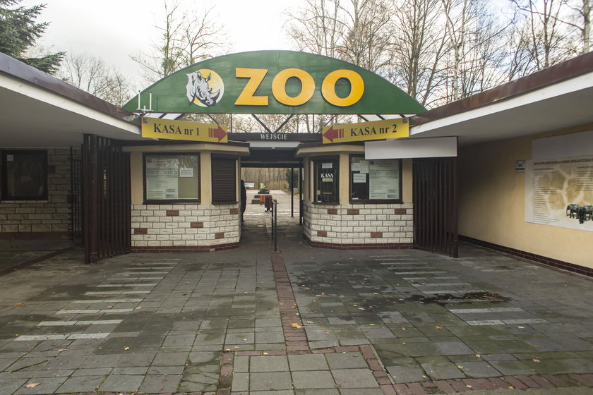 Lamparty perskie zamieszkają w poznańskim zoo