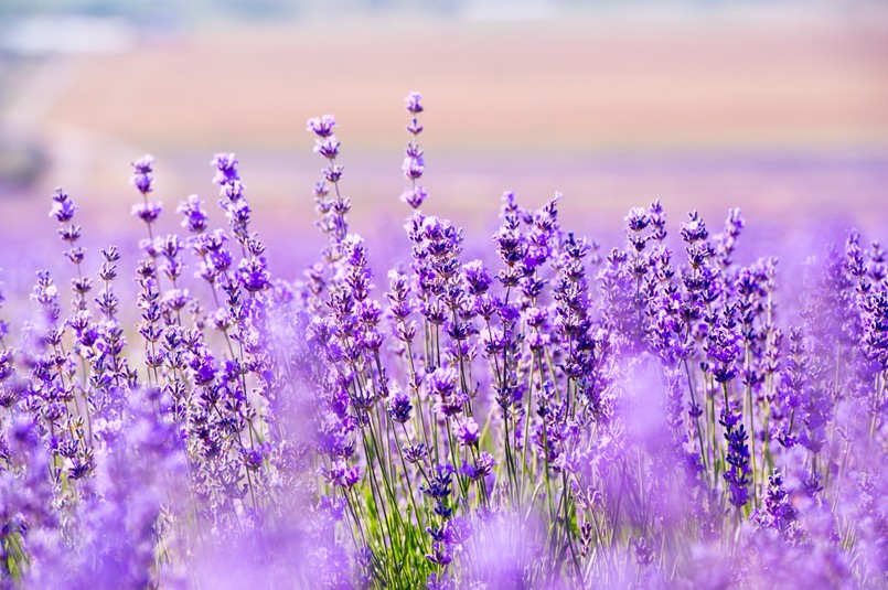 Lawenda Kwiat Kwiaty lawendy pole lawendowe Lavender,Flowers