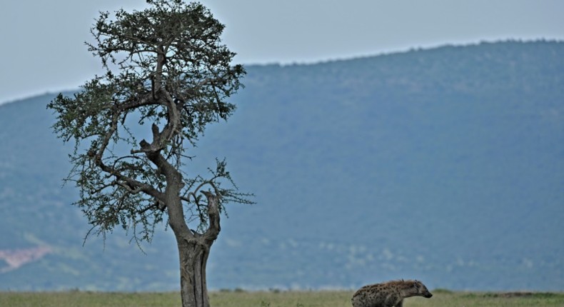 Maasai Mara's entire reserve model is under threat