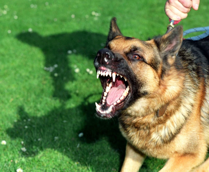 Nijedan pas nije agresivan bez razloga i povoda