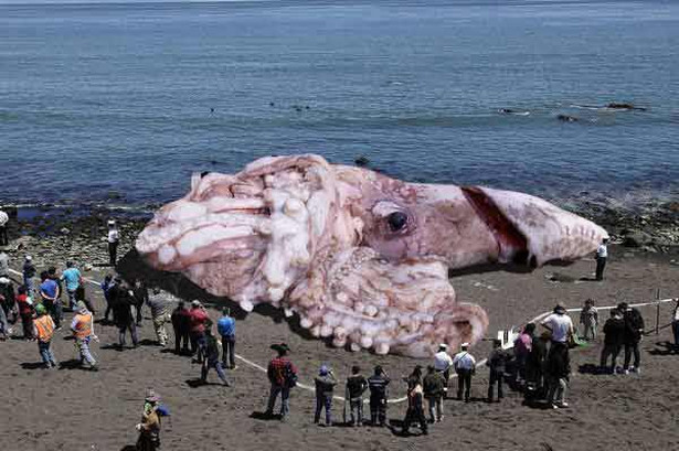 Gigantyczny potwór morski na plaży w USA? Gigantyczne oszustwo