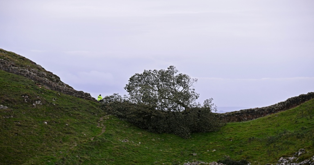 Angleterre : sentence pour les hommes qui ont abattu l'arbre