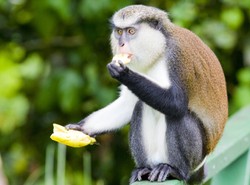 W Afryce nie spaceruj z... bananem w ręku