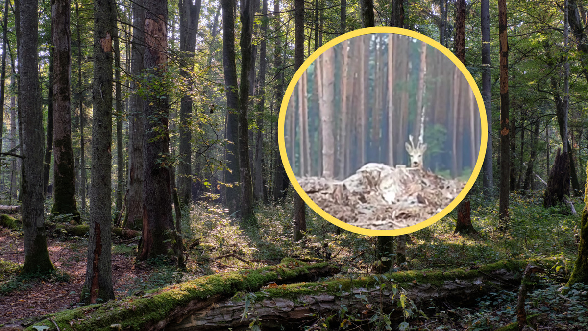 Leśnicy nagrali dziwny dźwięk. "Słyszeliście kiedyś szczekanie sarny?"