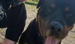 Rottweiler terroryzuje osiedle. Mieszkańcy: Jego właściciel to „psychopata”