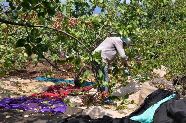 Helicopters are kept in the world’s most expensive pistachio