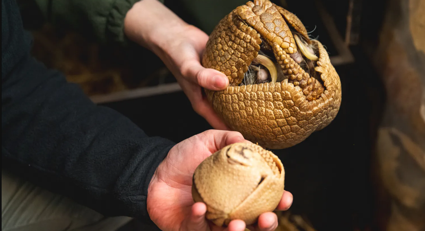 Młoda samiczka i mama. Obecnie nierozłączne