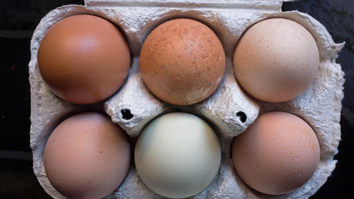 Czy kolor jajek wpływa na ich smak i wartości? Tajemnica skorupki rozwiązana