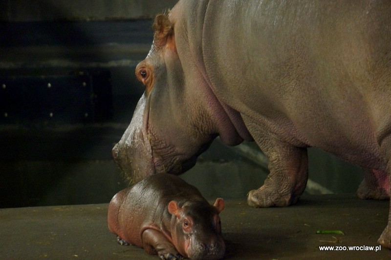 Mały hipopotam nową atrakcją zoo we Wrocławiu