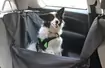 Mały pies w samochodzie