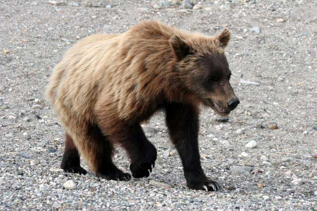 Galeria USA - Park Narodowy Denali, obrazek 18