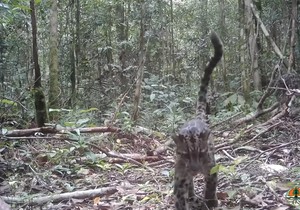Oblačasti leopard, Borneo