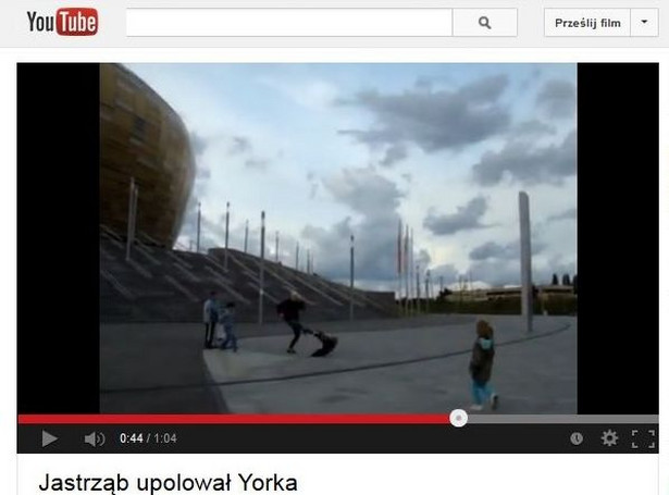 York upolowany przez jastrzębia [WIDEO]