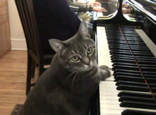 Zobacz kota, który gra na pianinie
