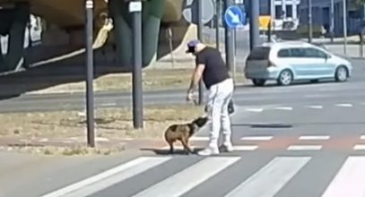 Skopał psa na środku ulicy. Szokujące nagranie trafiło do sieci