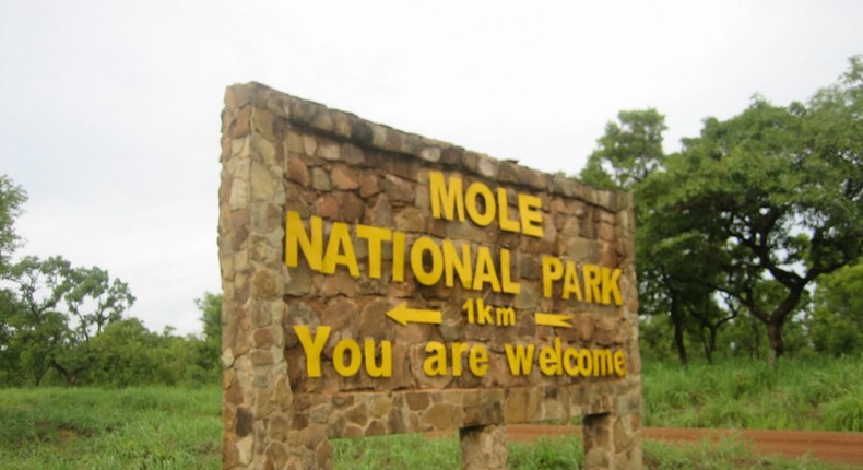 Mole National Park