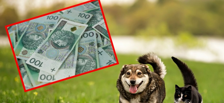 500 plus na psa lub kota. Dla kogo? Jakie warunki trzeba spełnić?