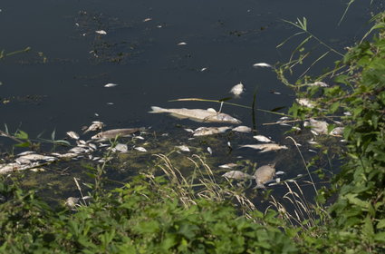 Sprawca masowego śnięcia ryb ustalony. Rozlane chemikalia na terenie firmy
