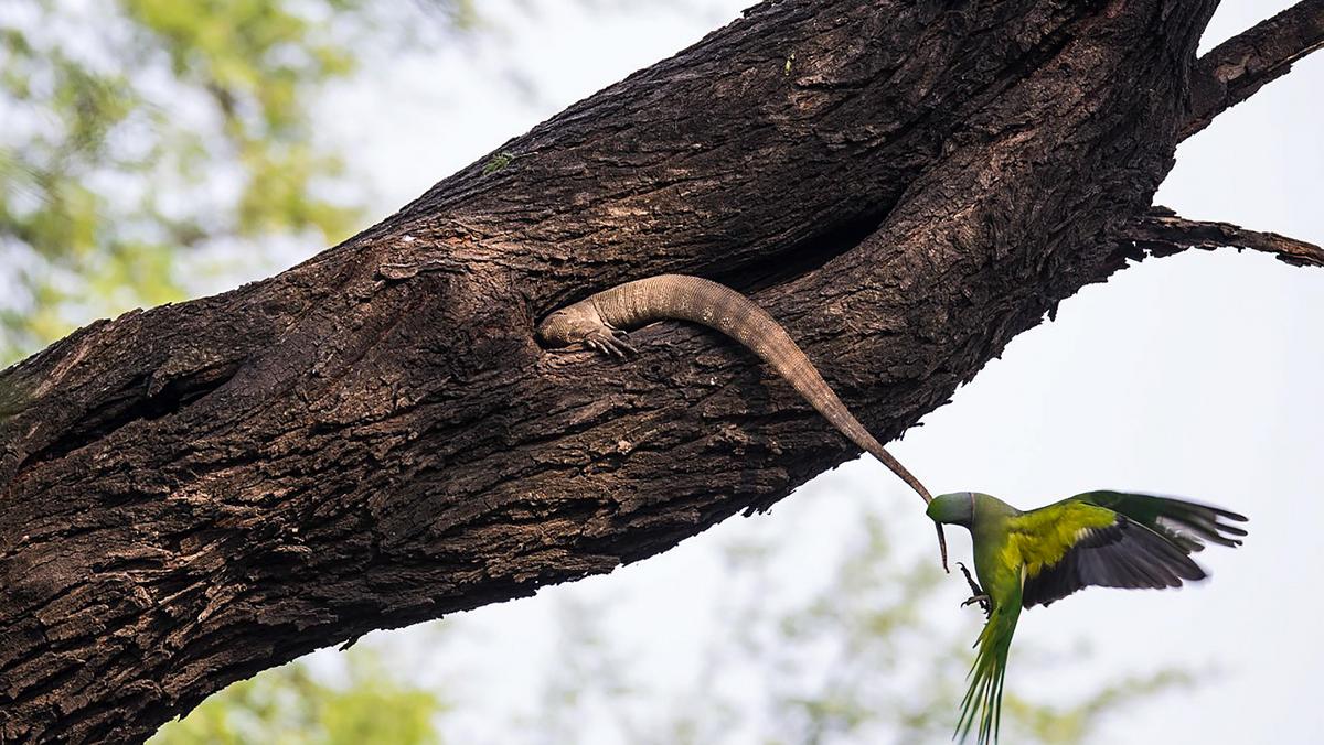 PARAKEET TAKES ON BIG LIZARD / PARAKEET TAKES ON BIG LIZARD /1367726