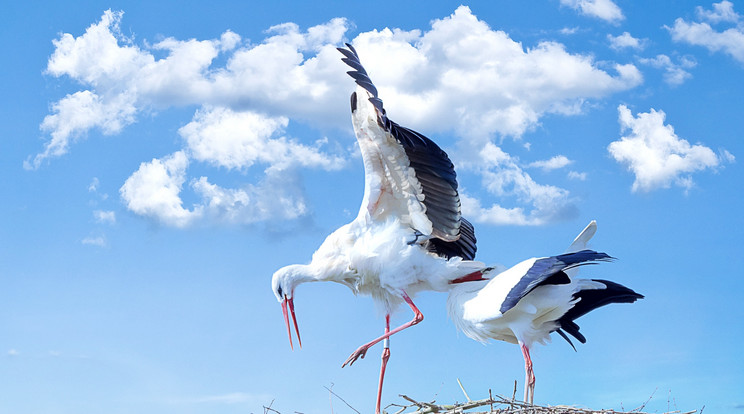 Már februárban megérkeztek az idei első gólyák Magyarországra / Illusztráció: Pixabay