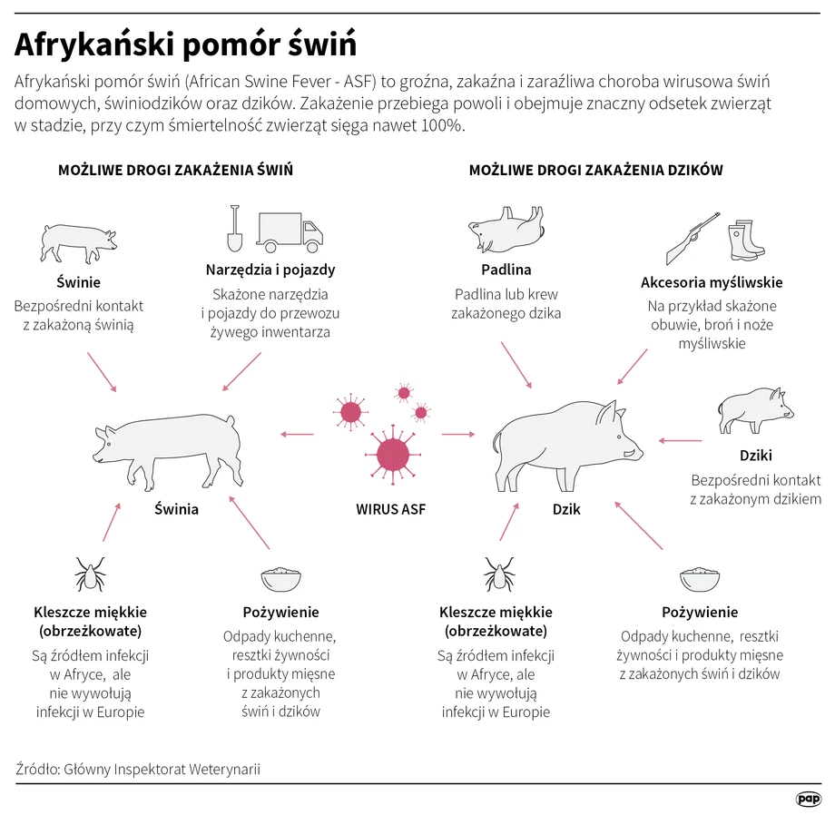 Afrykański pomór świń - ASF. Jak się objawia?