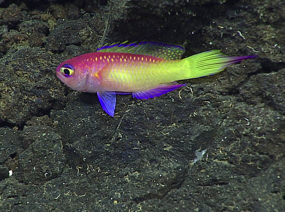 Piękny groppo (Grammatonotus) zaobserwowany podczas nurkowania na podmorskiej górze