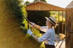 Czym nawozić tuje przed wiosną? I kiedy zrobić pierwsze cięcie?