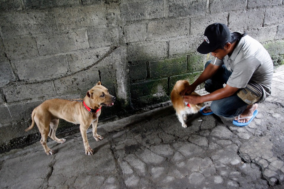 INDONESIA BALI DOG RABIES