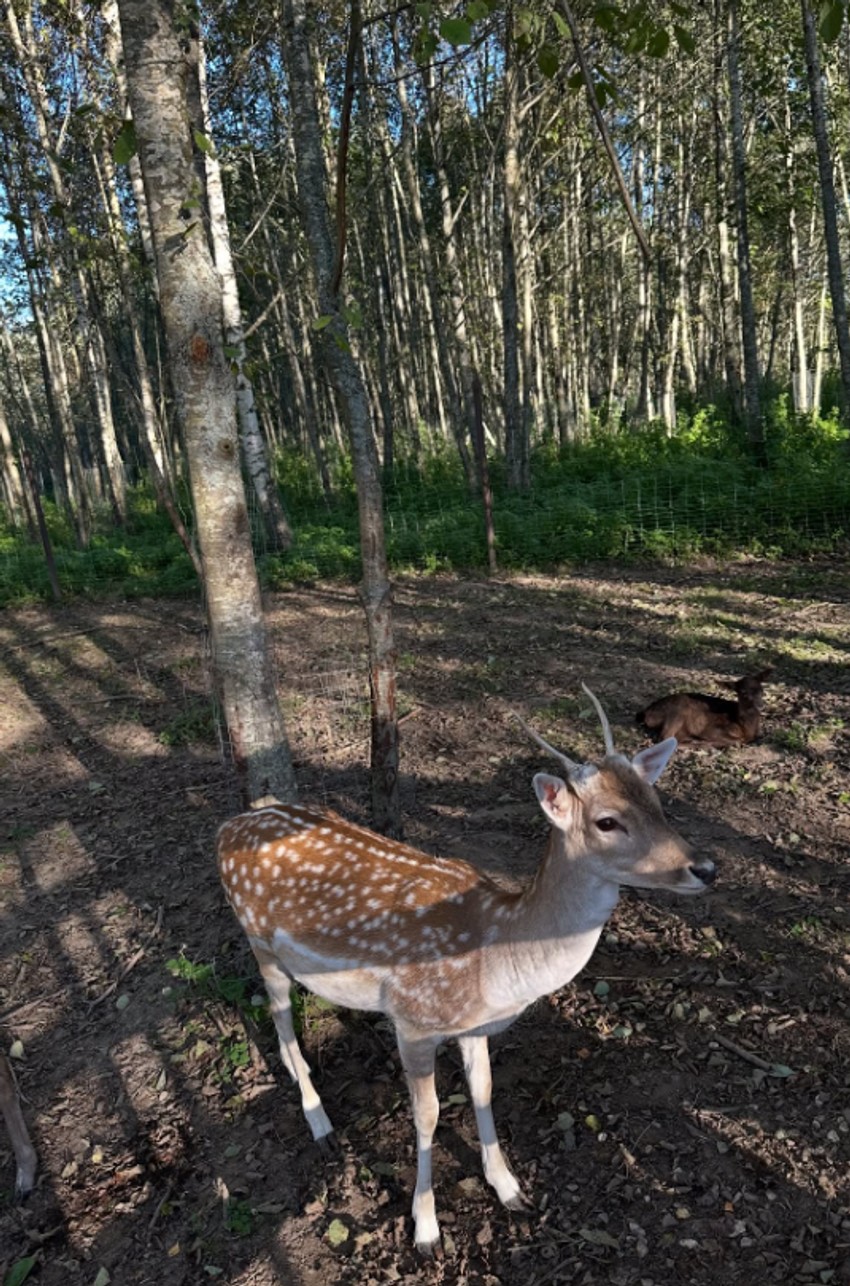 Ivana Malić, objava