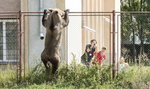 Niedźwiedź sterroryzował miasteczko. Wdrapał się na ogrodzenie szkoły!