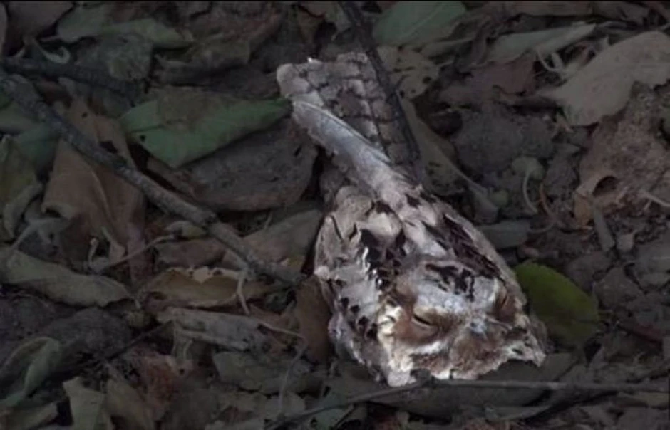 Kada se kontrastom izdvoji od okoline, leganj sa gornje slike izgleda ovako