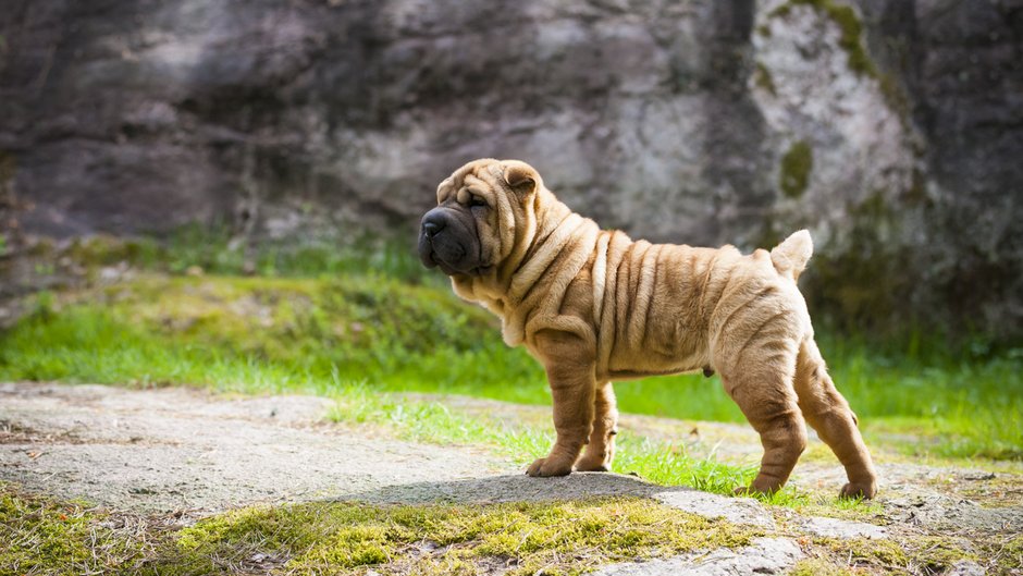 Shar pei - ansaharju/stock.adobe.com