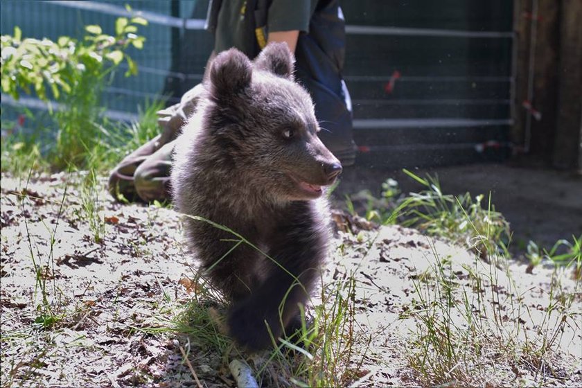 Mała niedźwiedzica Cisna już na wybiegu zoo