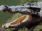 Remains of missing 40-year-old man found inside crocodile in Australia