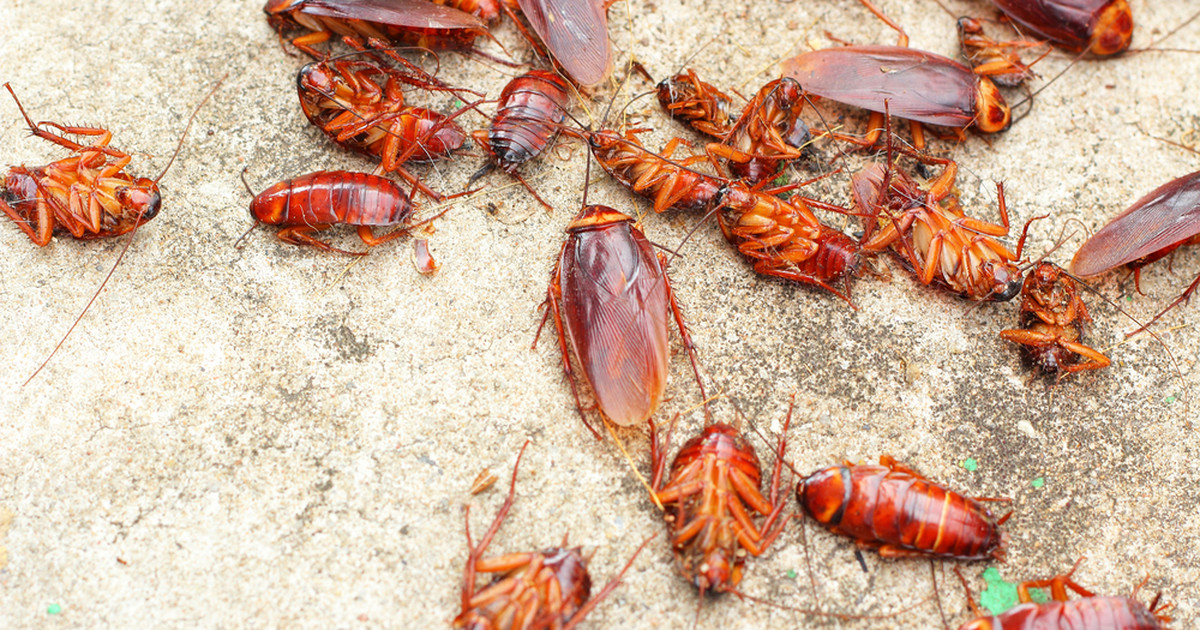 Lubliniec Plaga Karaluchów W Mieszkaniach Socjalnych Wiadomości 8969