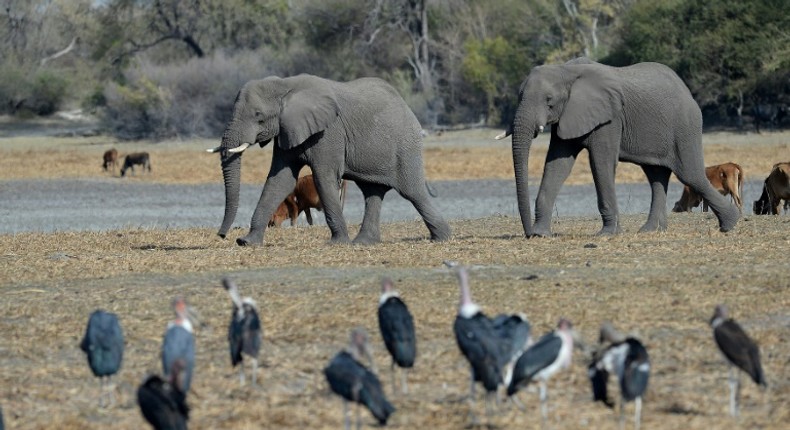 Protection row: Botswana has introduced new rules enabling elephants to be hunted legally