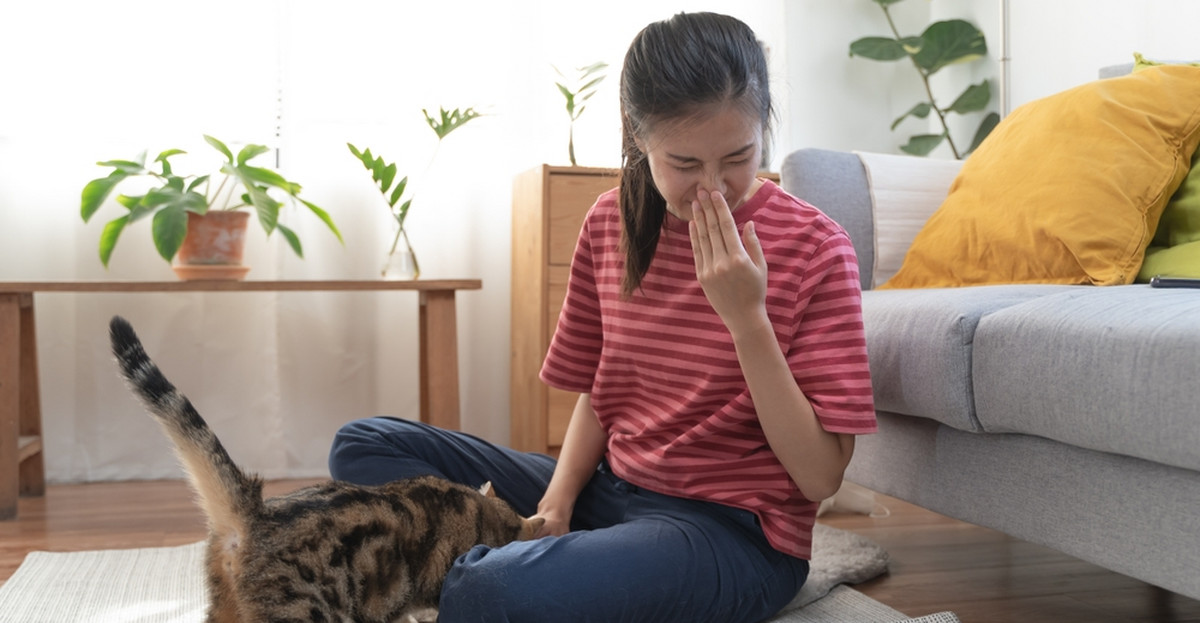 Alergia na kota - przyczyny, objawy. Jak leczyć alergię na kota?