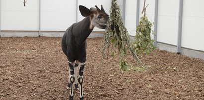 Okapi mają salę gimnastyczną