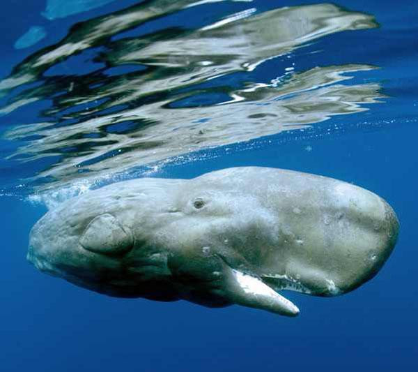 Niezwykła podróż w głębię oceanów