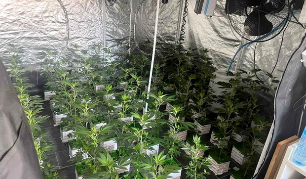 Otkrivena laboratorija marihuane 