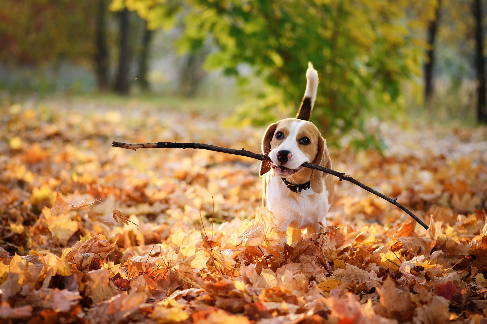 Tenete d'occhio gli animali domestici, soprattutto in autunno.