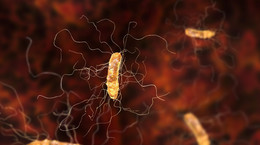 Zakażenie Clostridium difficile - przyczyny i objawy. Leczenie zakażenia Clostridium difficile