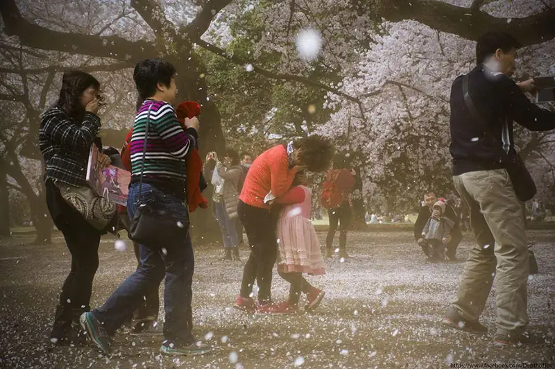 spring-japan-cherry-blossoms-national-geographics-171