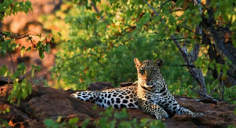 Kruger National Park officials say the big cat may have attacked as it was too accustomed to contact with humans.