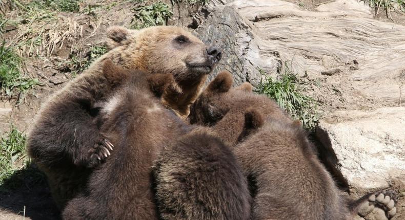 About 50 brown bears live on the French side of the Pyrenees mountains that straddle the border with Spain